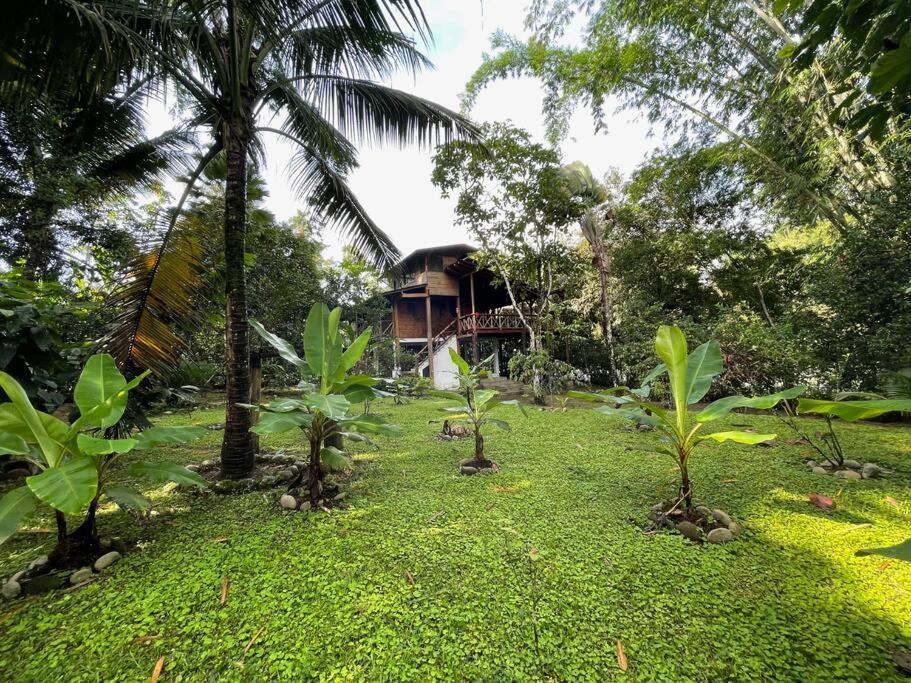 Caoni Riverside Lodge Puerto Quito Dış mekan fotoğraf